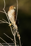 HAWKS, EAGLES, OSPREY